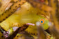 Goby Emerald Coral (Paragobiodon xanthosoma)