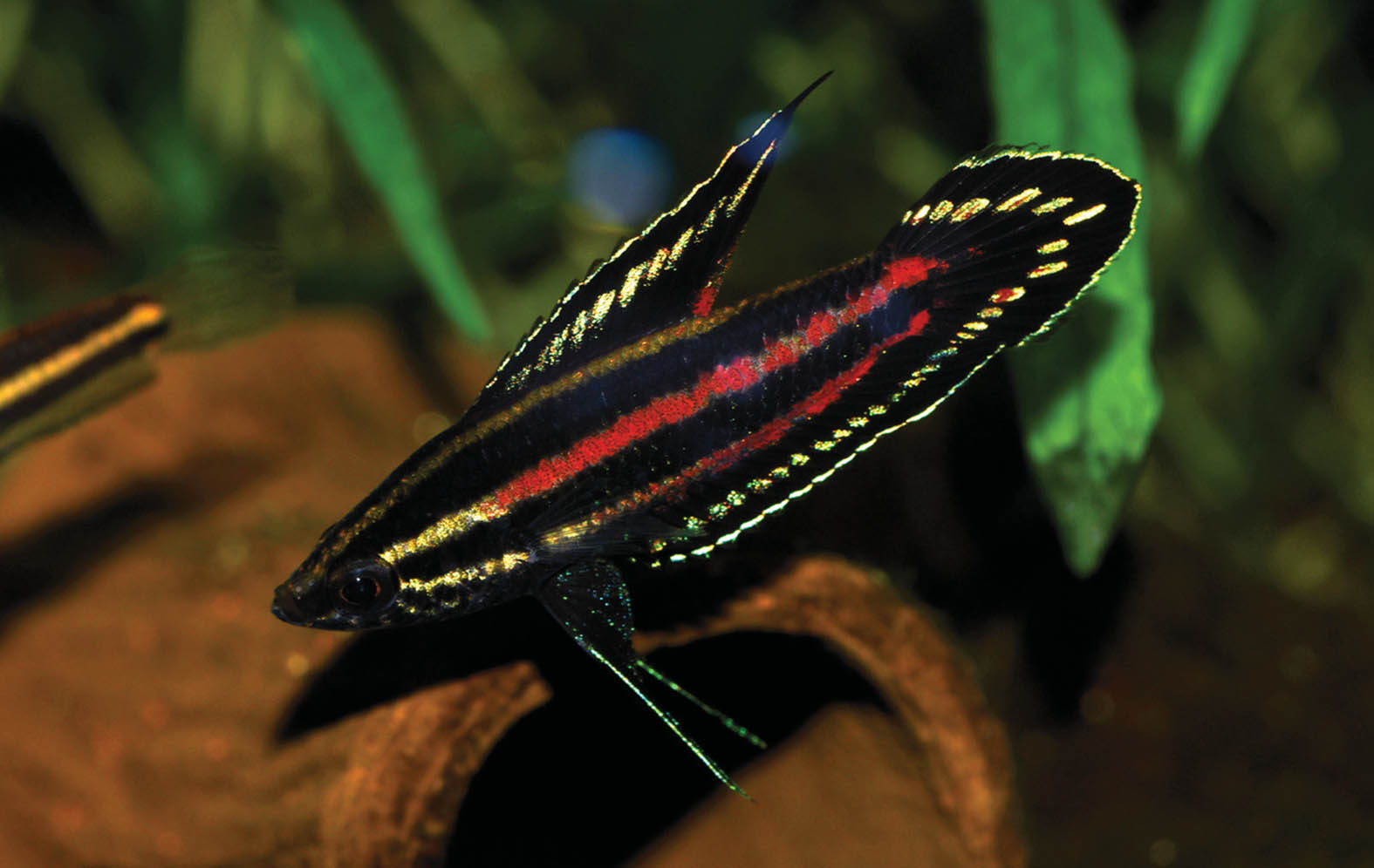 Gourami Licorice – Aquarium Gallery
