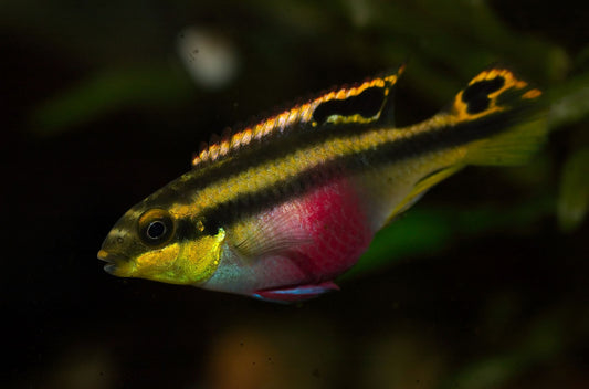 Cichlid-  Kribensis (Pelvicachromis pulcher) - Various
