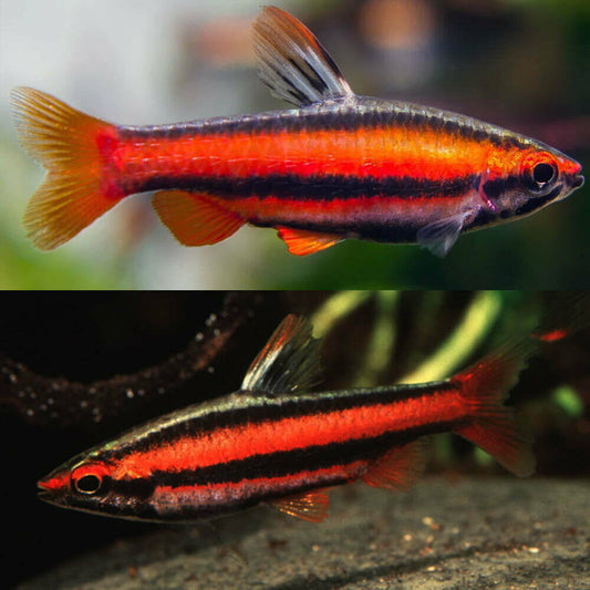 Pencilfish - Red (Nannostomus mortenthaleri) "Rare"