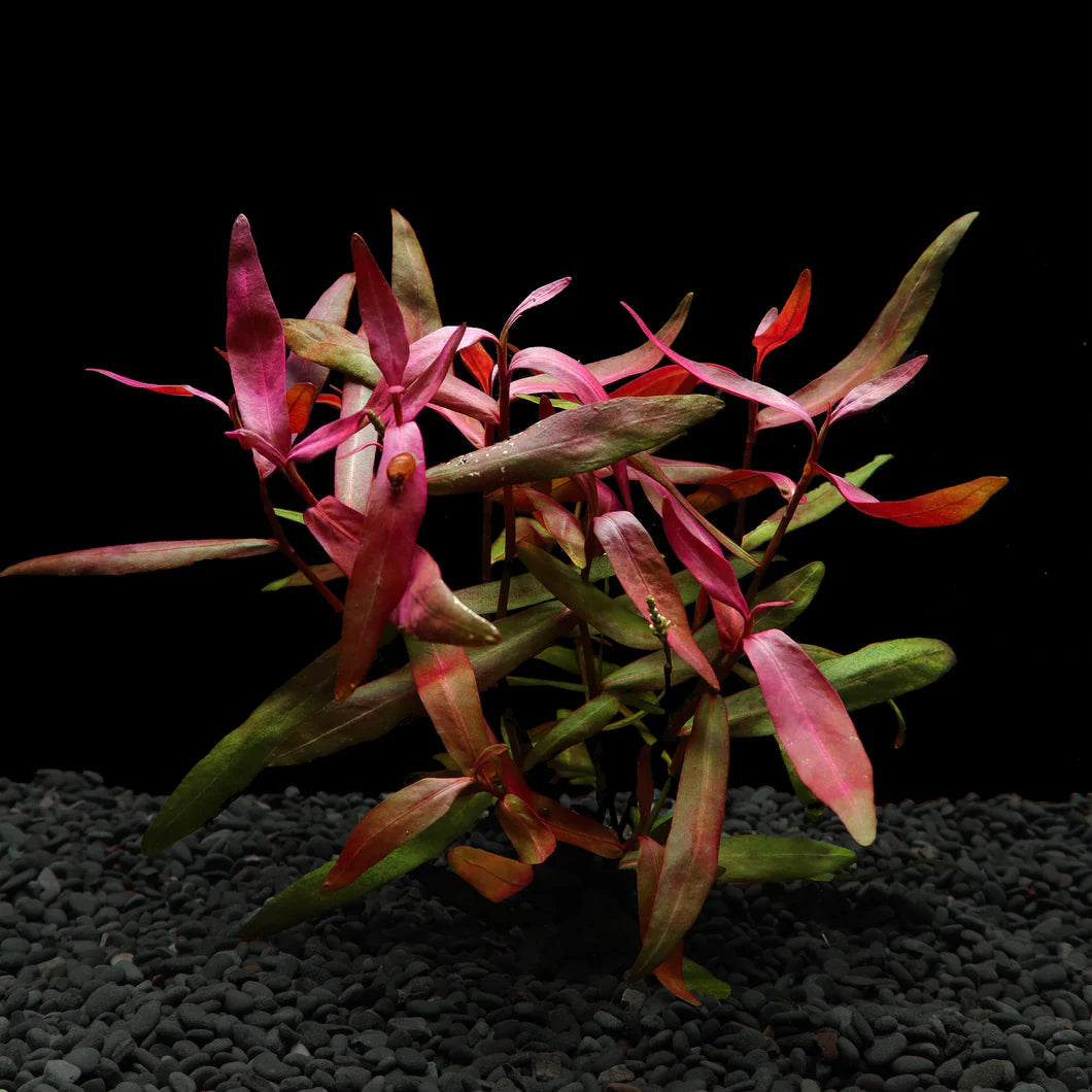 Persicaria maculosa (Sao Paolo)