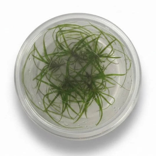 TC Juncus Repens