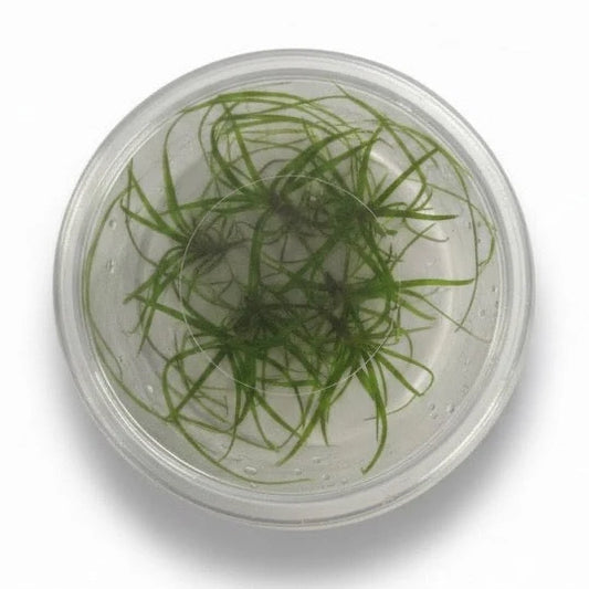 TC Juncus Repens