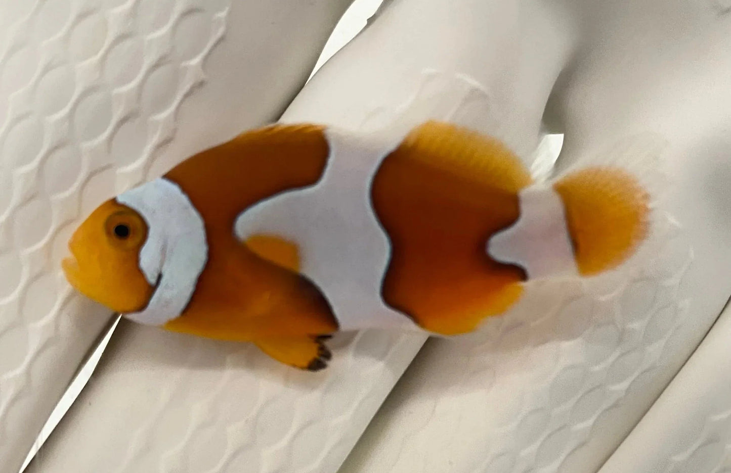 Clownfish - Picasso Full Band Plus (Amphiprion percula) *Captive Bred*