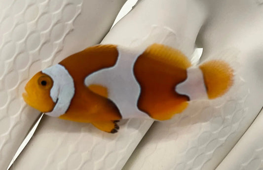 Clownfish - Picasso Full Band Plus (Amphiprion percula) *Captive Bred*