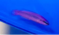 Dottyback - Orchid /Sankey