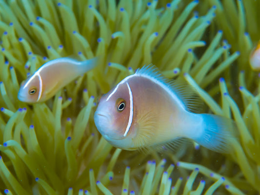 Clownfish - Pink Skunk (Amphiprion perideraion) PAIR