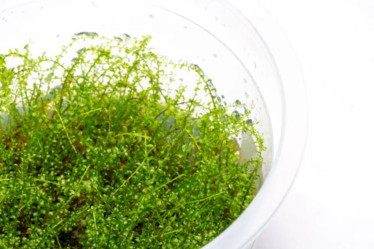 Moss - Pearl Moss