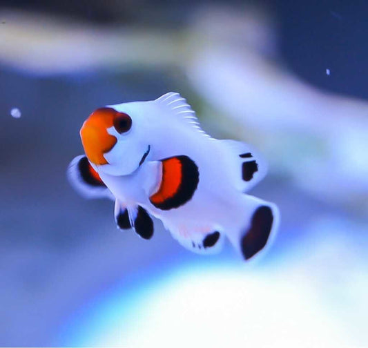 Clownfish - Platinum (Amphiprion percula) PAIR *Captive Bred*