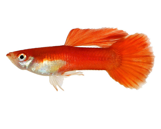 Guppy Blonde Red Male