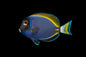 Tang Powder Blue Hybrid (Acanthurus Leucosternon x nigricans)