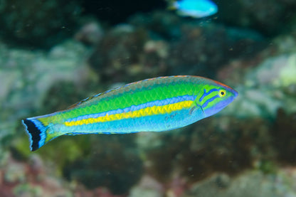 Wrasse - Small Tail / Pencil  (Pseudojuloides splendens) "Rare"