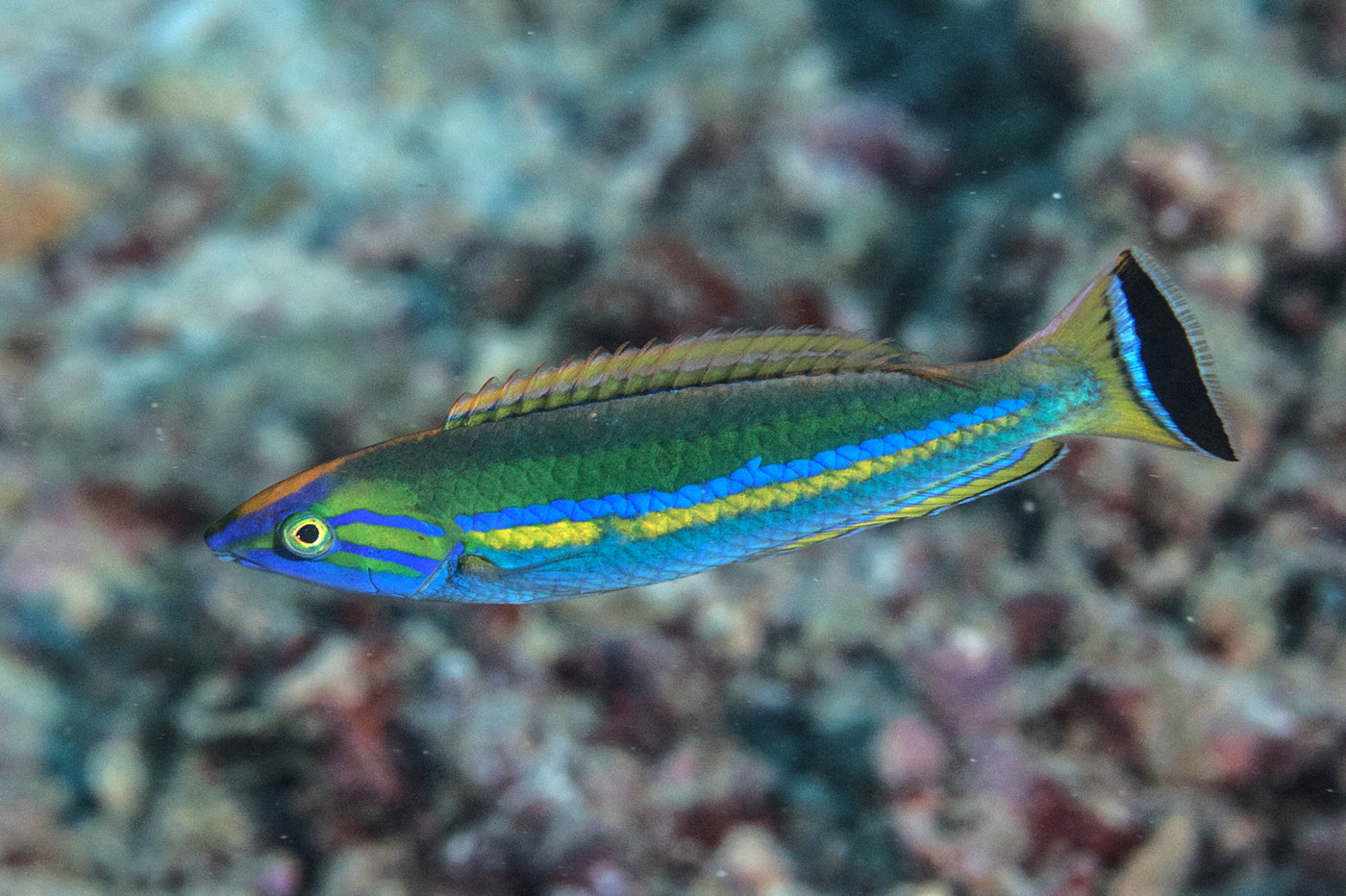 Wrasse - Small Tail / Pencil  (Pseudojuloides splendens) "Rare"