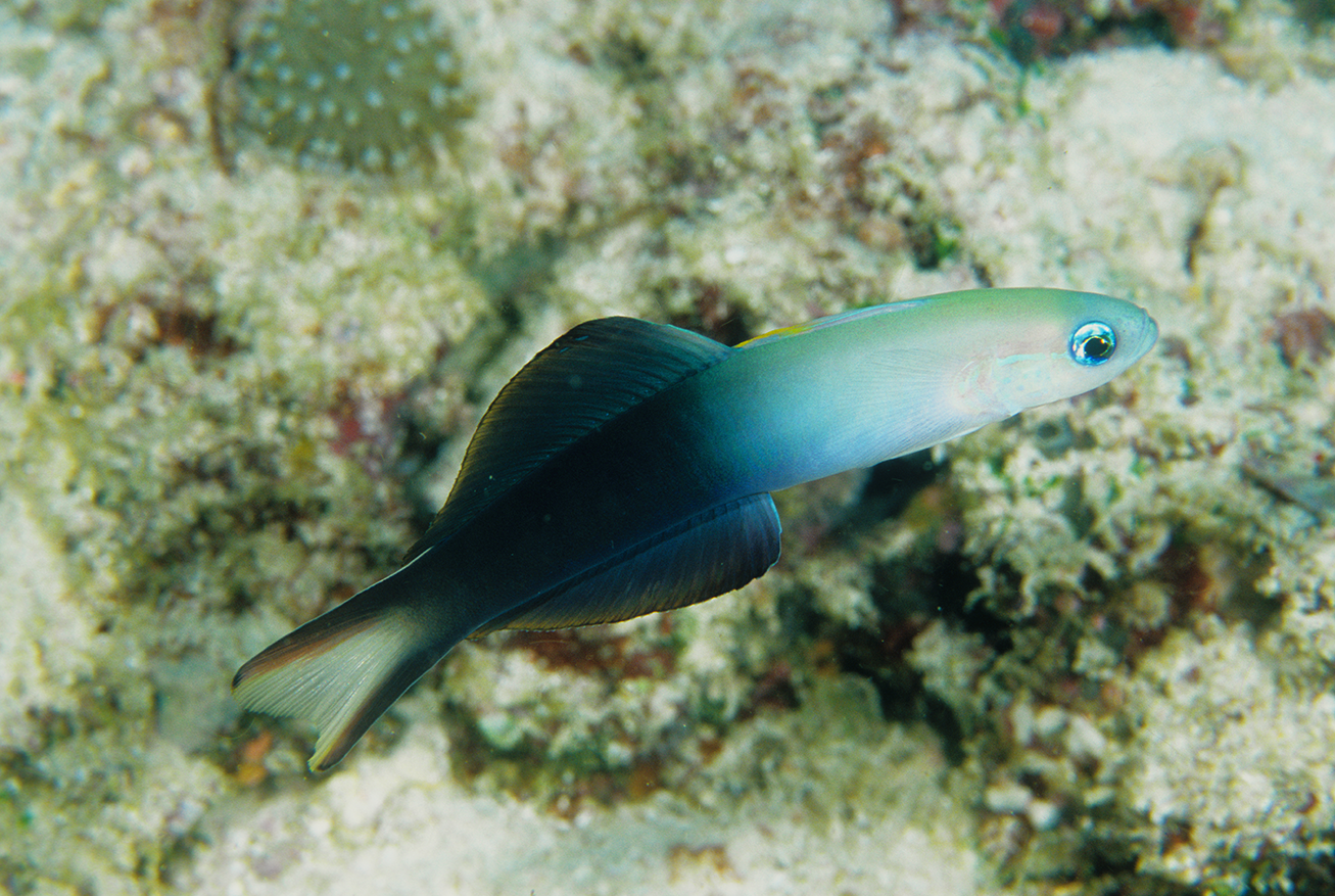 Goby Black Scissortail Dartfish