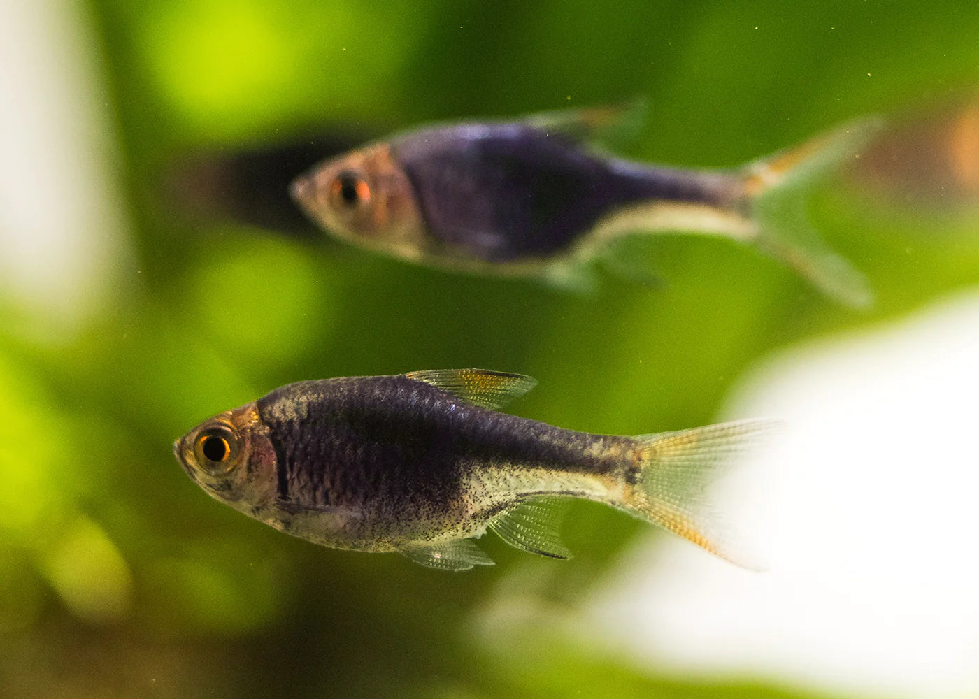 Rasbora - Purple Harlequin (Trigonostigma heteromorpha)