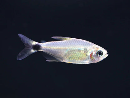 Tetra Raccoon (Hyphessobrycon procyon)