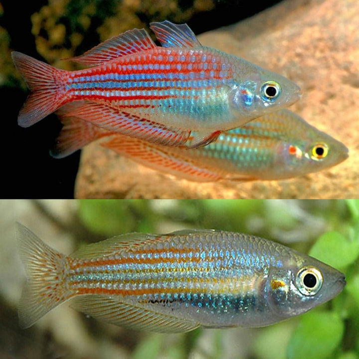 Freshwater Rainbowfish – Aquarium Gallery