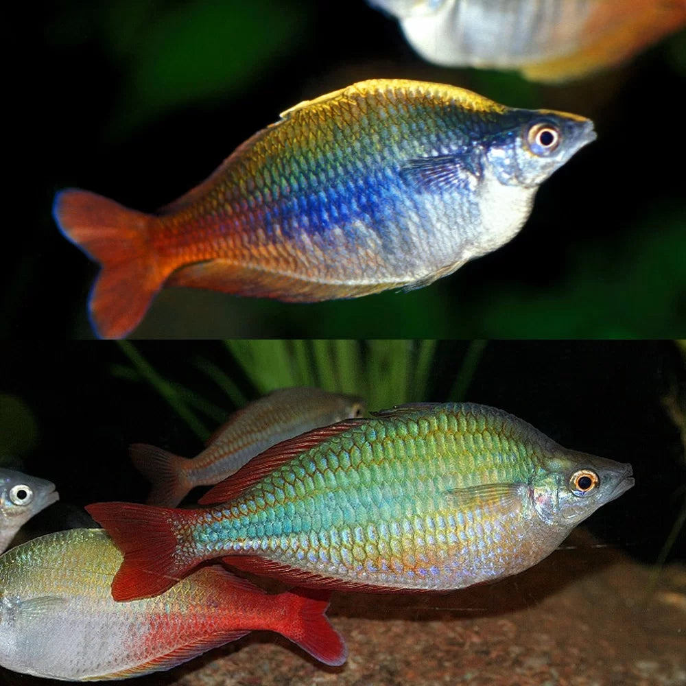 Rainbowfish - Bleheri (Chilatherina bleheri)