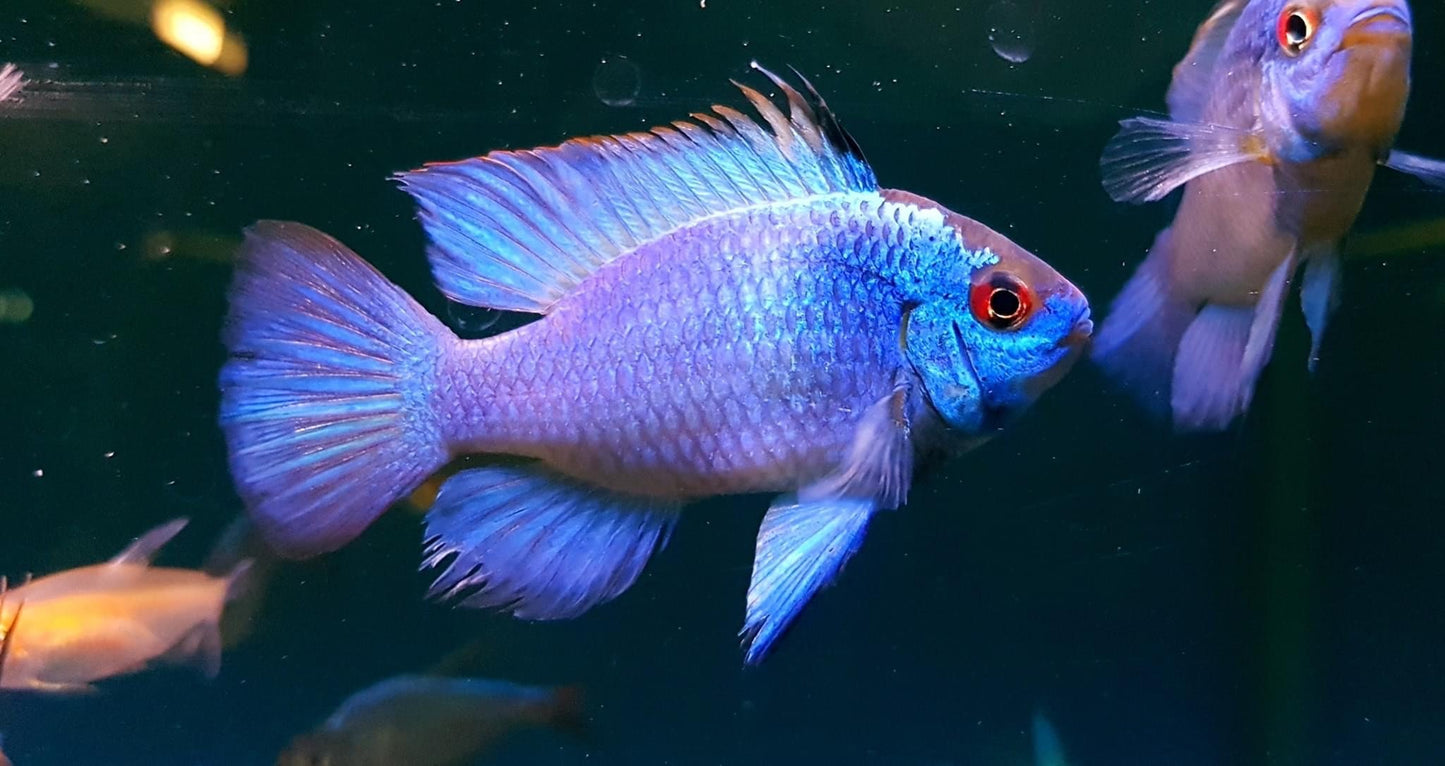 Ram - Neon/Electric Blue - Various (Mikrogeophagus ramirezi)