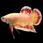 Betta PKHM Fancy Vanda Male