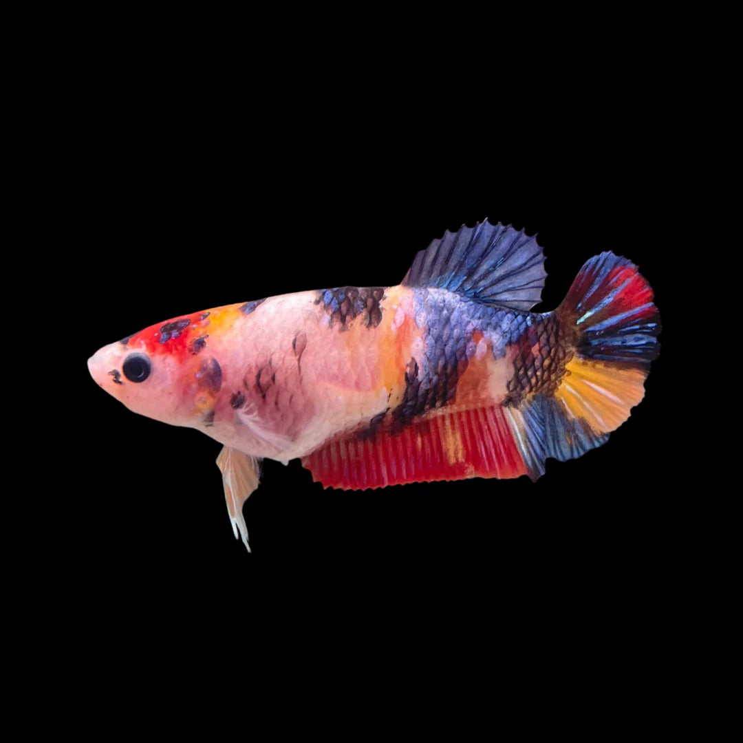 Betta Female Assorted