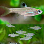 Rasbora - Emerald Eye (Rasbora dorsiocellata)