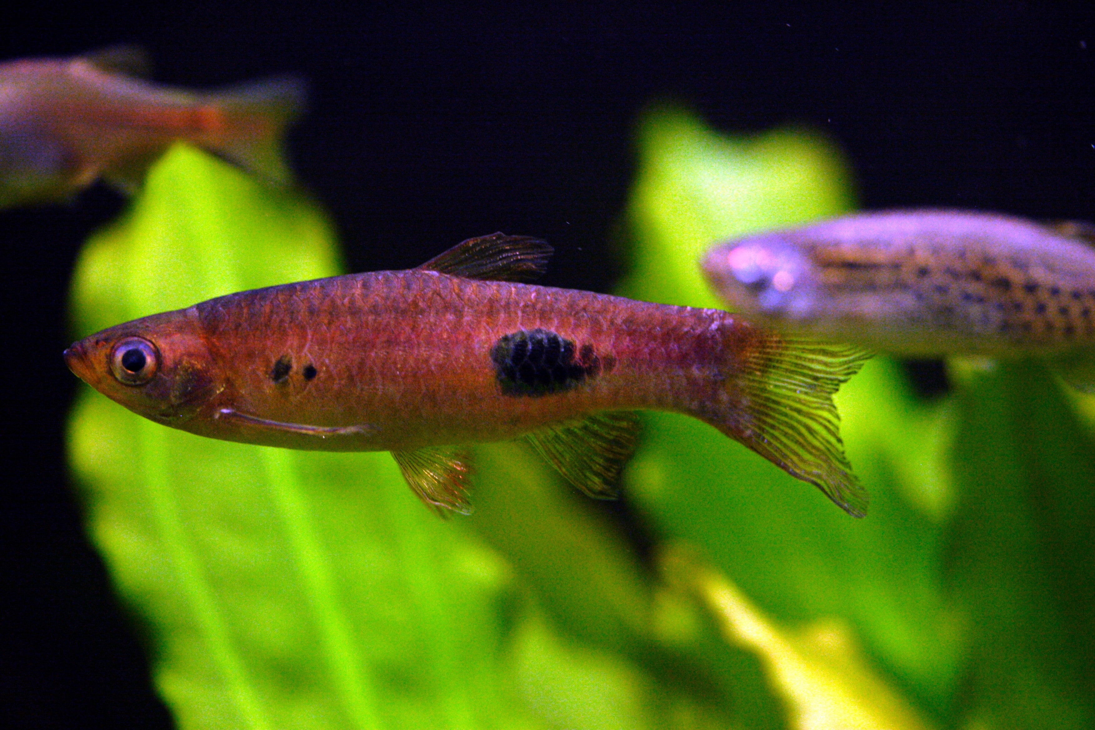 Baby Rasbora Freshwater Rasbora – Aquarium Gallery