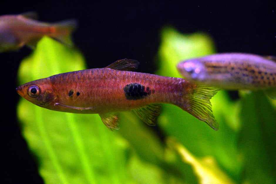 Freshwater Rasbora – Aquarium Gallery