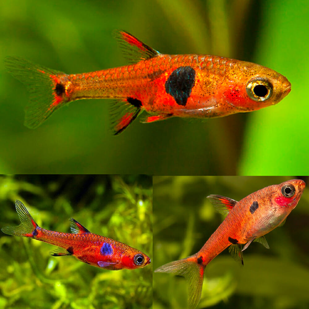 Blue Neon Dwarf Rasbora
