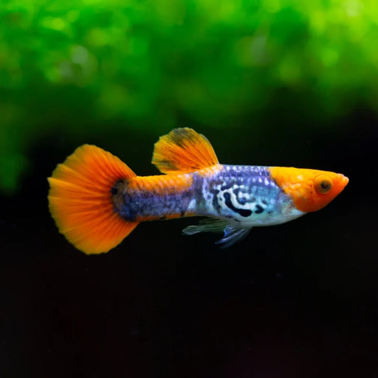 Guppy Koi Snakeskin Male