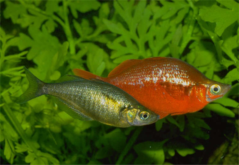 Rainbowfish - Red (Glossolepis incisus)