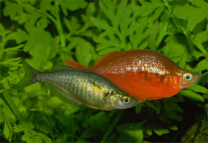 Rainbowfish - Red (Glossolepis incisus)