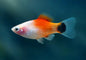 Peppermint Candy Platy