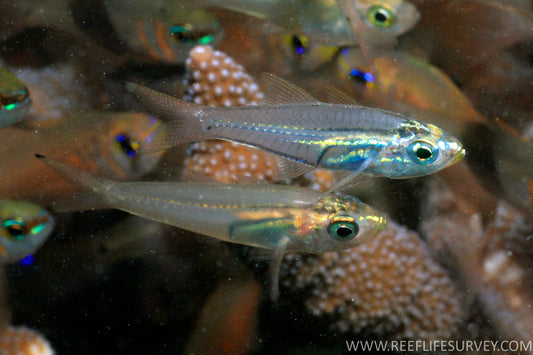 Cardinalfish - Slender Cardinal (Rhabdamia gracilis)