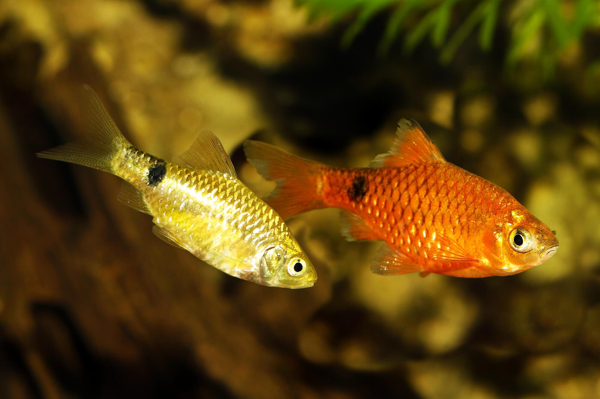 Cold water fish – Aquarium Gallery