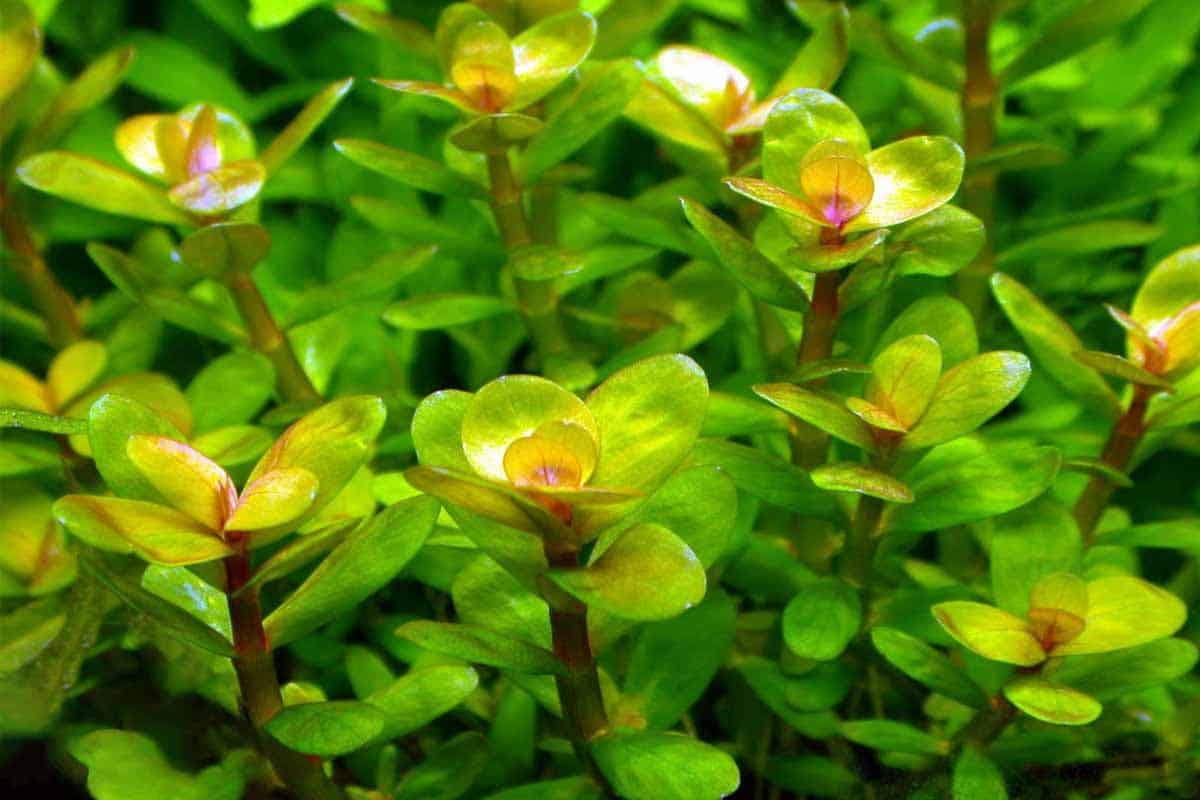Ammania indica 'Bonsai' (Formerly Rotala Bonsai)