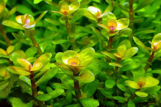 Ammania indica 'Bonsai' (Formerly Rotala Bonsai)