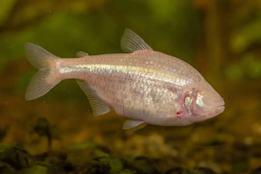 Tetra Blind Cave
