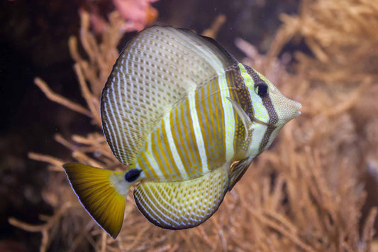 Tang Pacific Sailfin (Zebrasoma veliferum)