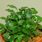 Schismatoglottis prietoi "Rare" potted