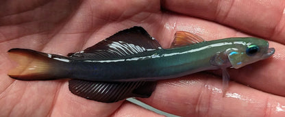 Goby Black Scissortail Dartfish