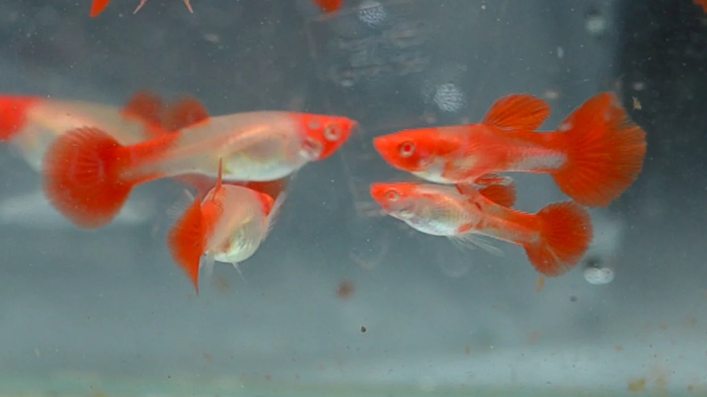 Guppy Koi Platinum  -  PAIR