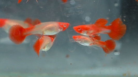 Guppy Koi Platinum  -  PAIR
