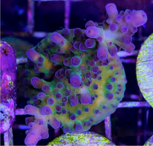 SPS Frags [Aquacultured]