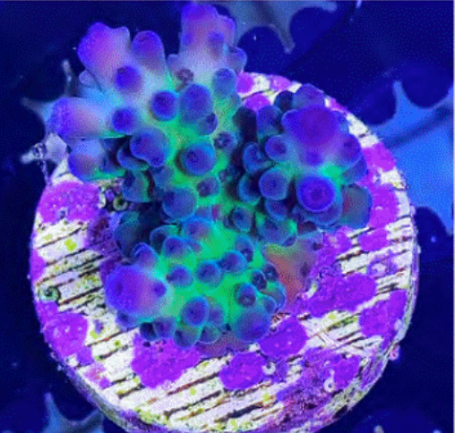 SPS Frags [Aquacultured]