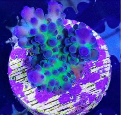 SPS Frags [Aquacultured]