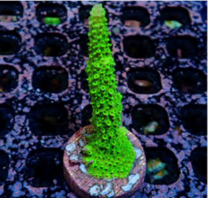 SPS Frags [Aquacultured]