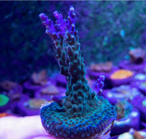 SPS Frags [Aquacultured]