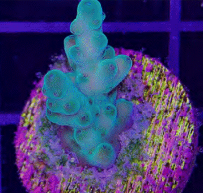 SPS Frags [Aquacultured]