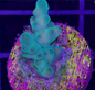 SPS Frags [Aquacultured]